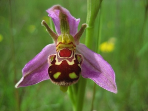 Bee Orchid IMc 3702