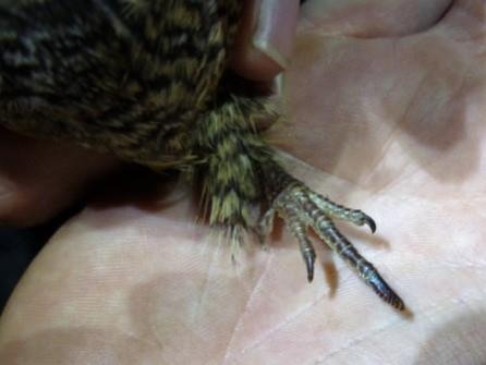 Nightjar claw comb TH hrk 615 crop WEB