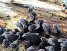 Punk oyster fungi hrk 581 Crop